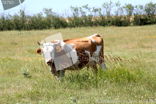 Image of Cow