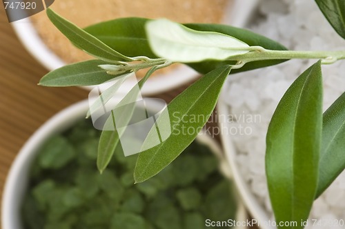 Image of fresh olive branch and bath salt. spa