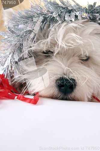 Image of White puppy