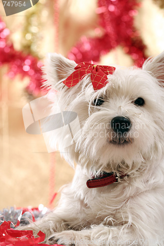 Image of Westie