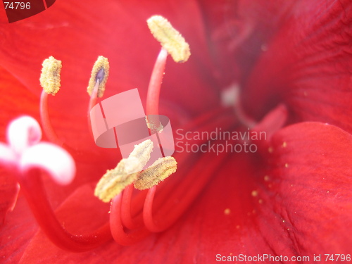 Image of Amaryllis