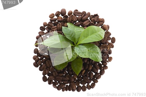 Image of growing coffee