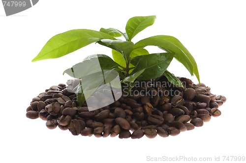 Image of growing coffee