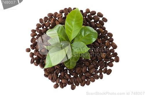 Image of growing coffee