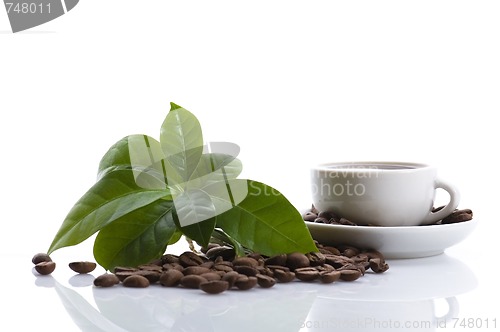 Image of fresh coffee with coffee branch