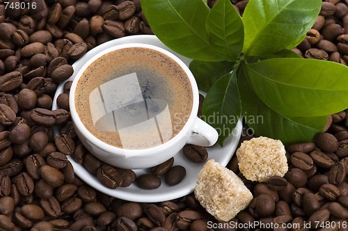 Image of fresh coffee with coffee branch