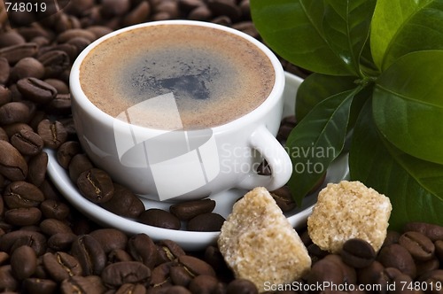 Image of fresh coffee with coffee branch