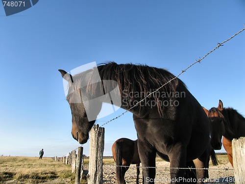 Image of Horses