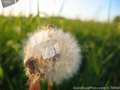 Image of Dandelion