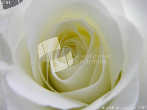 Image of White rose