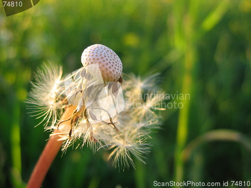 Image of Dandelion