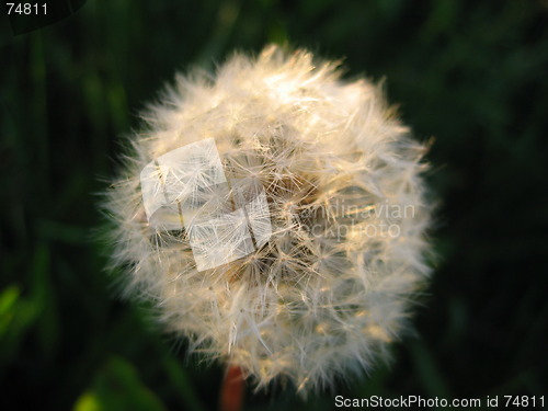 Image of Dandelion