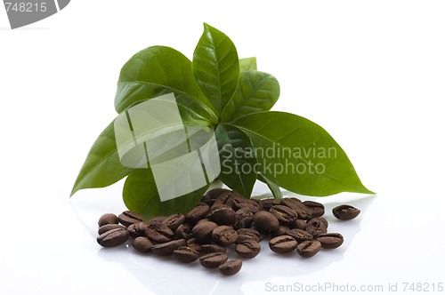 Image of growing coffee