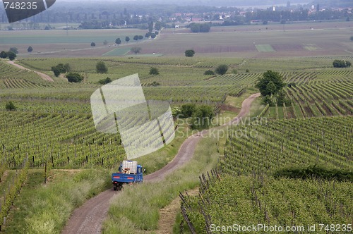 Image of Vineyards