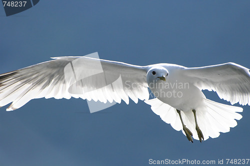 Image of Seagull