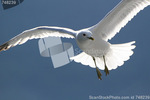 Image of Flying seagull