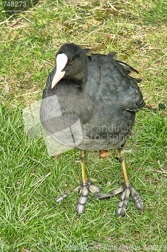 Image of Bird in Odense, Denmark, August 2006