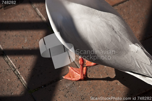 Image of Seagull Detail, Sydney