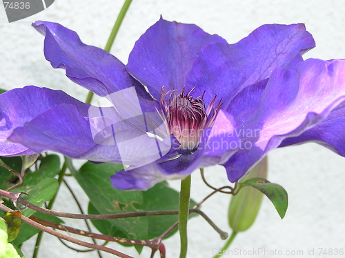 Image of clematis