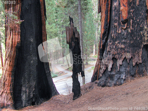 Image of Sequoia National Park, U.S.A.