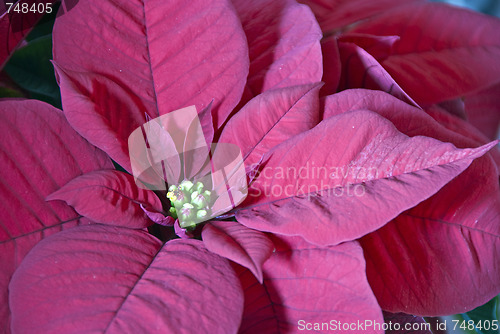 Image of Christmas Decorations, Tuscany, Italy