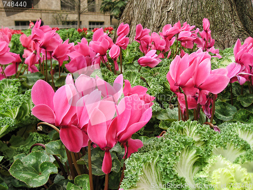 Image of Flowers in San Antonio, Texas