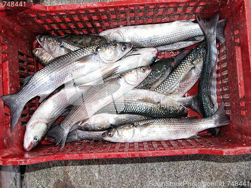 Image of Captured Fishes
