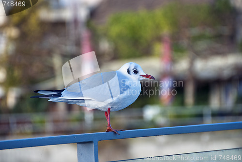Image of Bird in Friedrichshafen, Germany