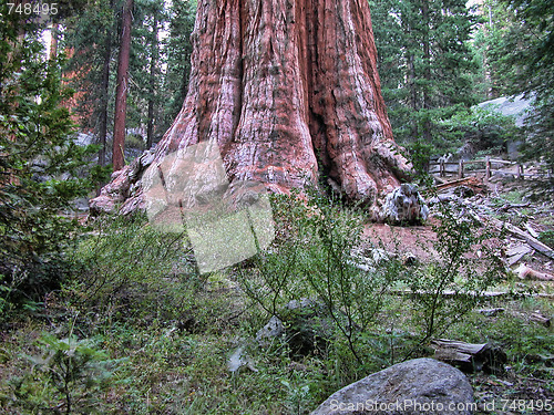 Image of Sequoia National Park, U.S.A.