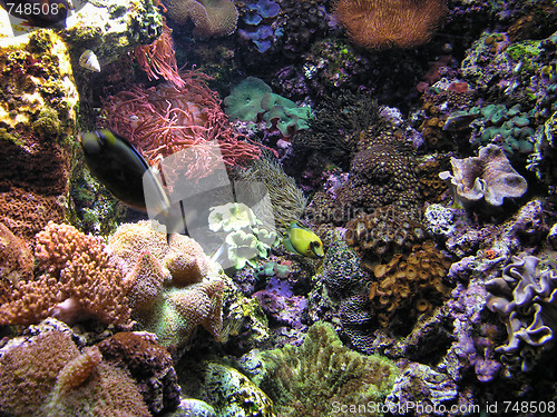 Image of Chicago Aquarium, Illinois, 2005