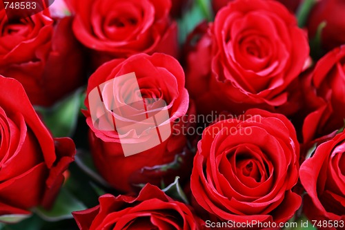 Image of lots of roses