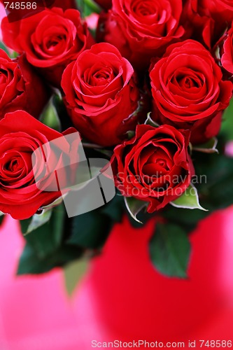 Image of lots of roses