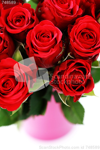 Image of lots of roses