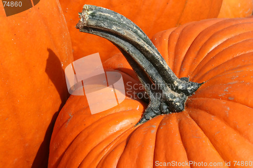 Image of Pumpkins