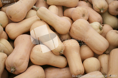 Image of Squash