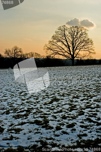 Image of Lonely tree