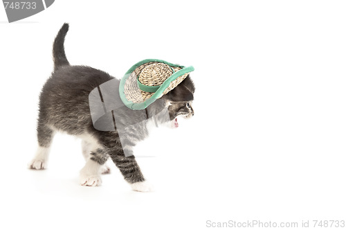 Image of cat in hat