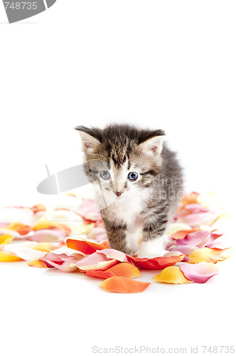 Image of Tabby  kitten amongst fallen petals