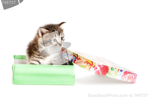 Image of kitten in open gift box