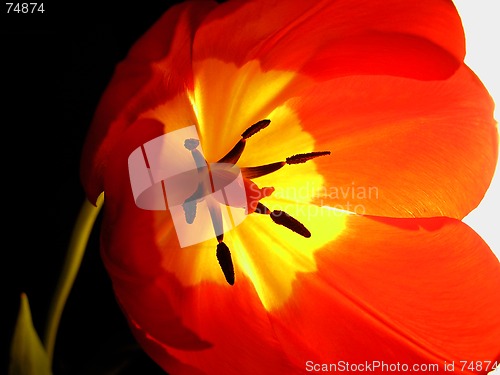 Image of Tulip