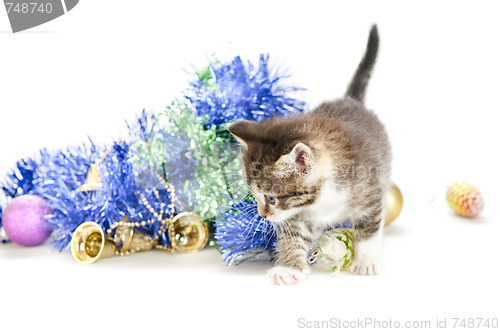 Image of playful kitten