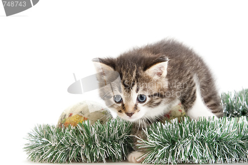 Image of kitten skulking through christmas tree decoration 