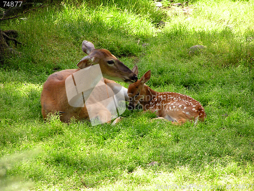 Image of deer and mother