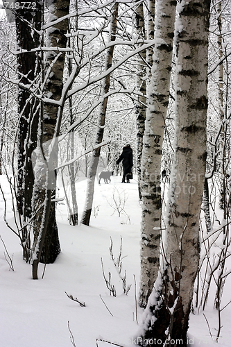 Image of Walk in a winter wood