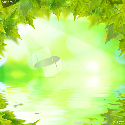 Image of Beautiful green leaves with green background in spring