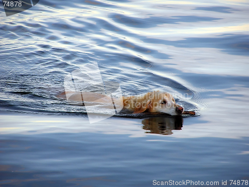 Image of swimming dog