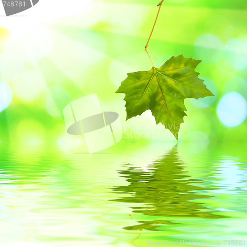Image of Beautiful green leaves with green background in spring