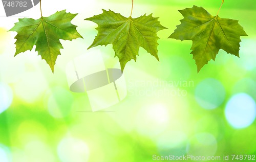 Image of Beautiful green leaves with green background in spring