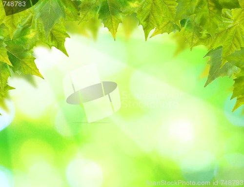 Image of Beautiful green leaves with green background in spring