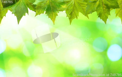 Image of Beautiful green leaves with green background in spring